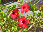 27682 Red hibiscus flowers.jpg